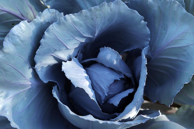 Red cabbage in garden close up