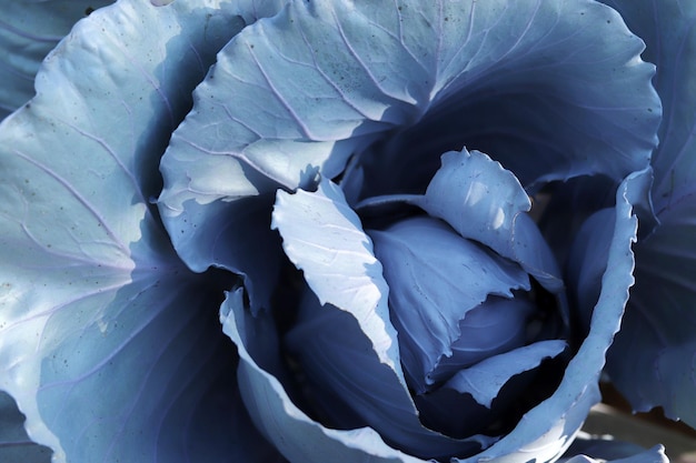 Red cabbage in garden close up