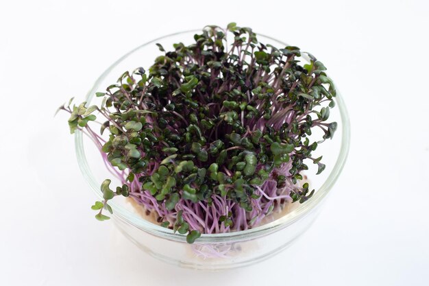 Photo red cabbage sprouts on white background