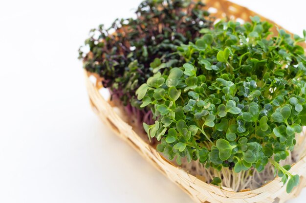 Red cabbage sprouts with kale sprouts on white background