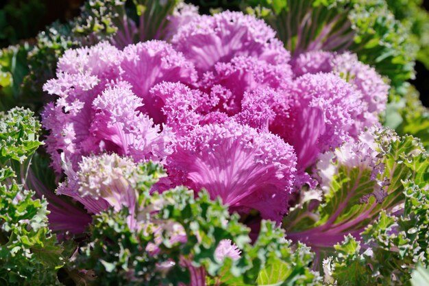 Red Cabbage