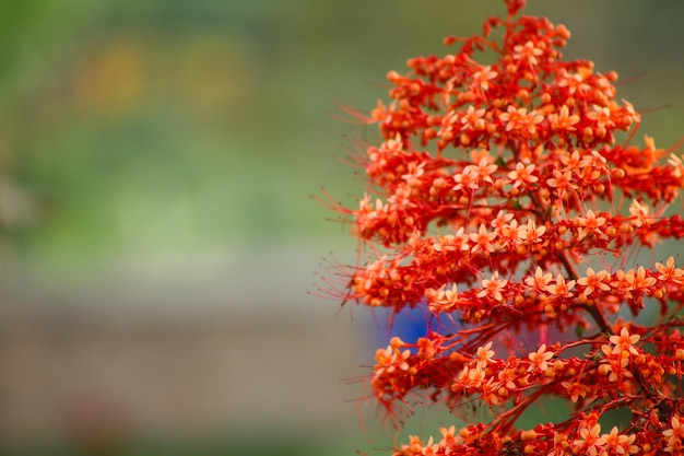 赤いジャケツイバラの花の背景花の壁紙hd