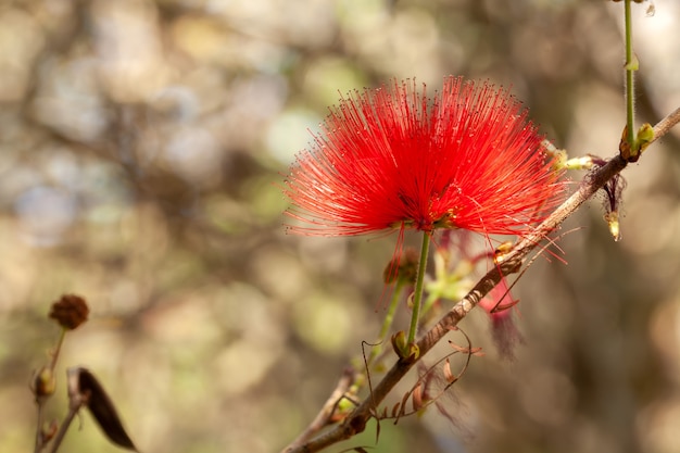 Red Calliandra Powder puff flower