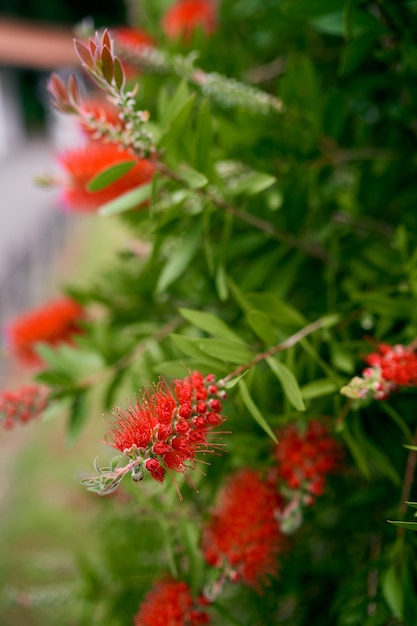 Red callistemon flowers next to buds on a bush