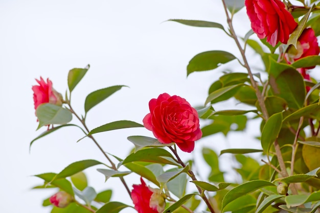 Red camellia flower