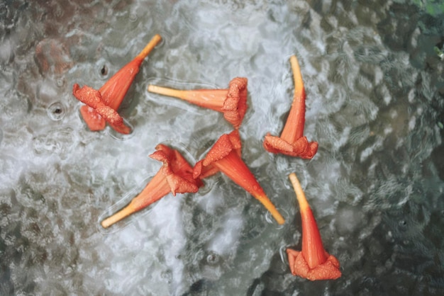 red campsis flowers on a mirror surface