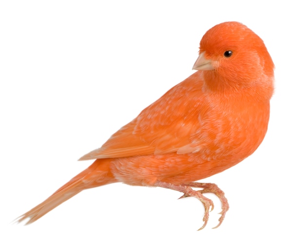 Red canary, Serinus canaria, perched isolated