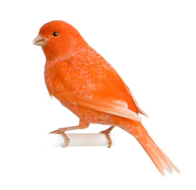 Photo red canary, serinus canaria, perched isolated