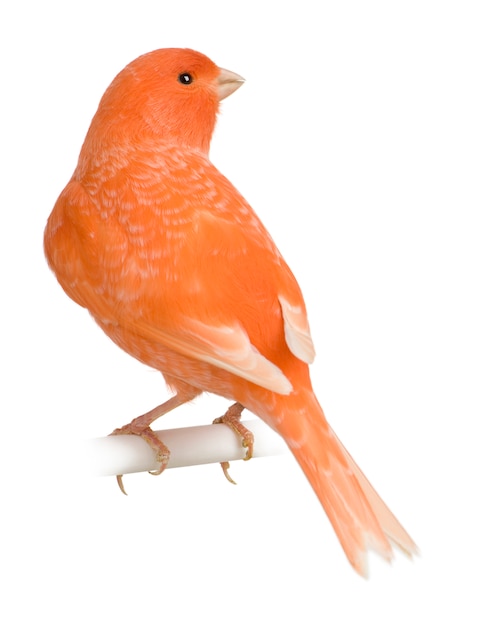 Red canary, Serinus canaria, perched isolated