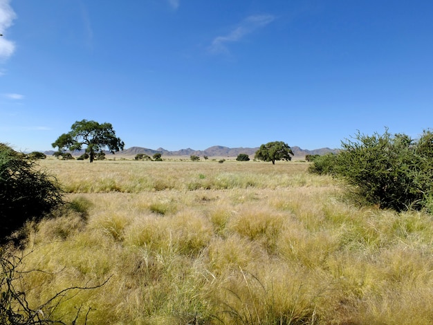 Namib 사막, Sossusvlei, 나미비아에서 붉은 협곡