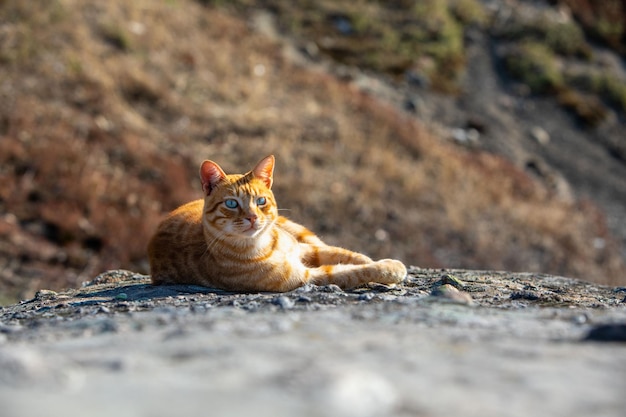 Red car laying outdoors on the rock sunbathing