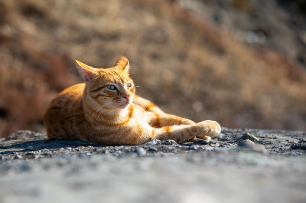 Red car laying outdoors on the rock sunbathing