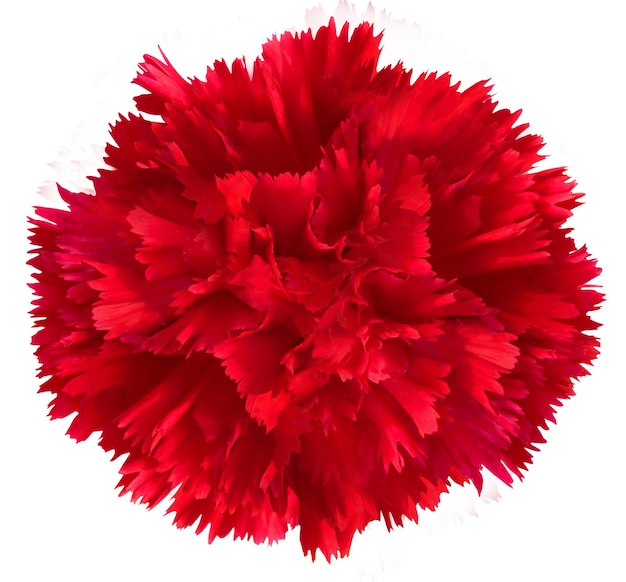 Red carnation flower isolated on white background