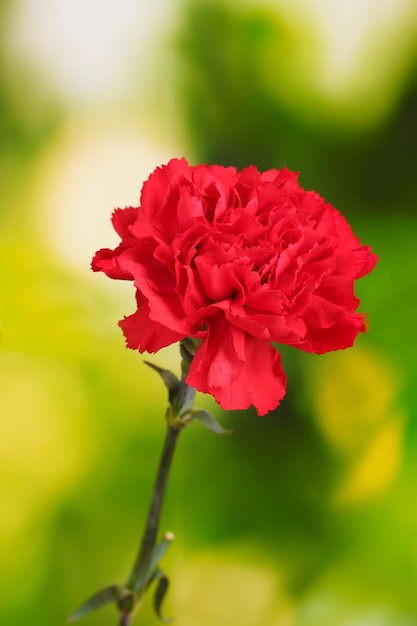 Red carnation on green