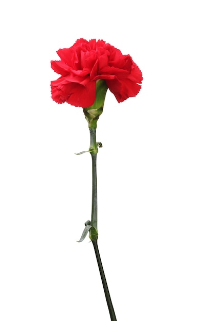 Red carnation isolated on white