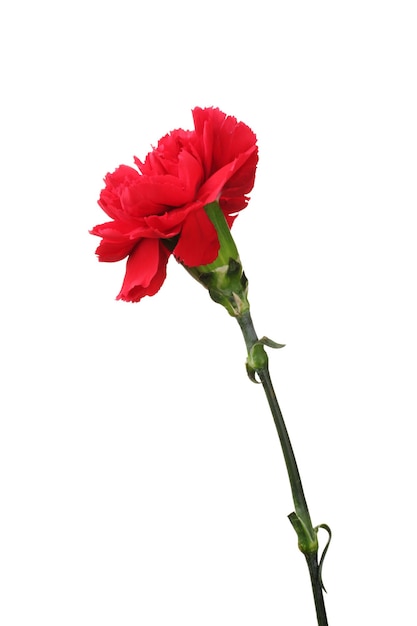 Red carnation isolated on white