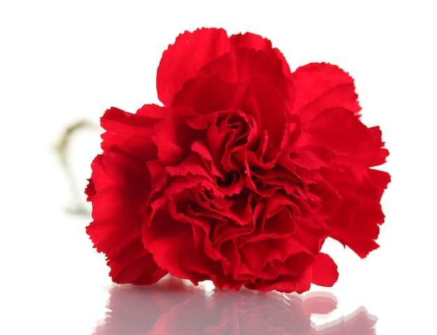 Red carnation isolated on white