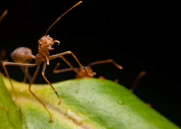 Red Carpenter Ant, Or Pyramid Ant On A Leaf