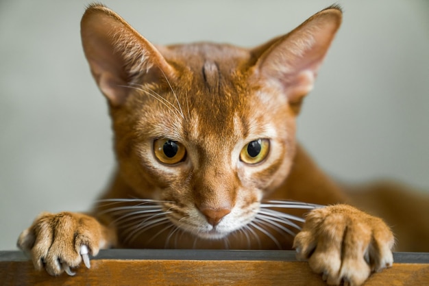 Рыжий кот абиссинской породы лежит на стуле, смотрит в морду и лапы камеры, крупным планом