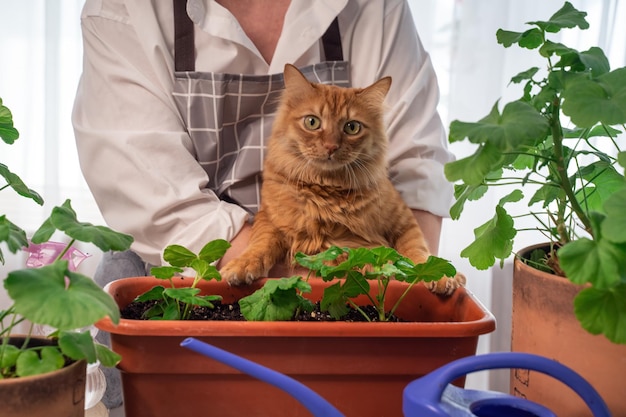 花屋の腕の中の赤い猫が植木鉢に花を植える春の日に花を植えるオレンジ色の毛皮のような猫のクローズアップの肖像画