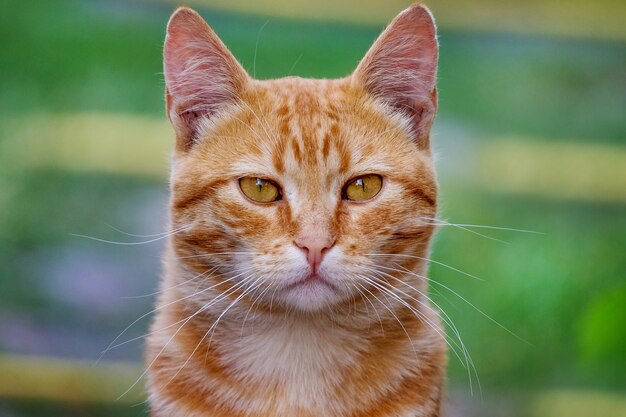 Red cat in the background of green grass