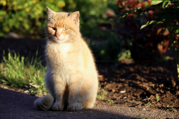 Red cat on the background of a spring garden