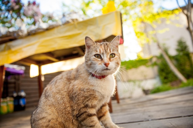 Red cat in the backyard of the cottage Red cat in the backyard on sunset