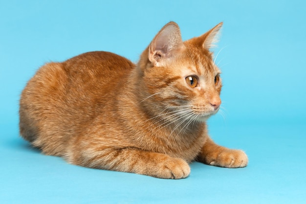 Red cat on blue background