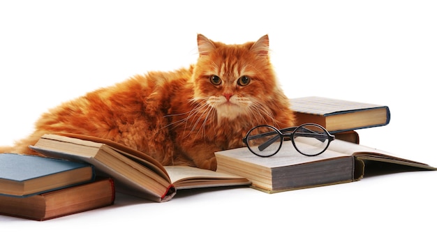 Рыжий кот и книги, изолированные на белом фоне