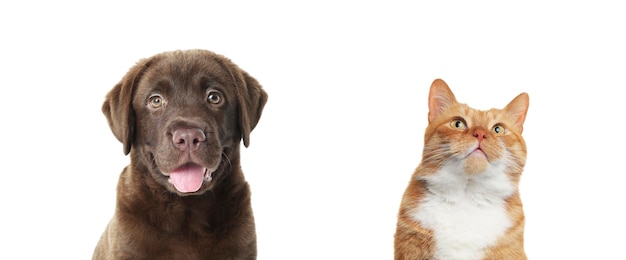白い背景の赤い猫とチョコレートラブラドール・レトリバー 可愛いペット