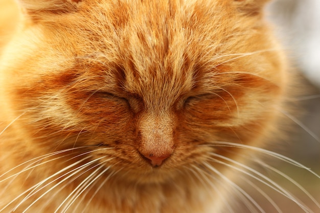 Red cat close up