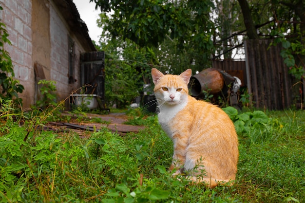 村の家の中庭にある赤い猫。赤猫は夏の屋外を歩く