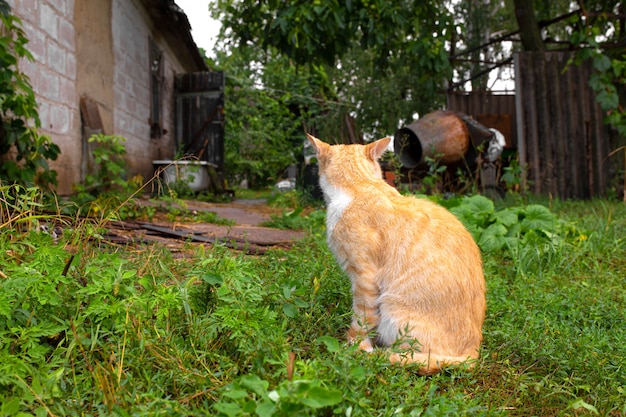 村の家の中庭にある赤い猫。赤猫は夏の屋外を歩く