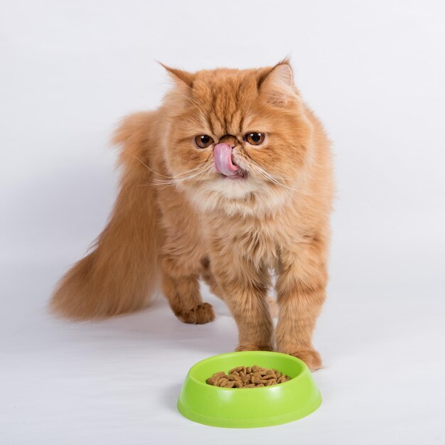 Premium Photo Red Cat Eats Dry Food From A Bowl Persian Exotic Longhair Cat Is On White Background