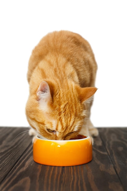 Red cat eats food