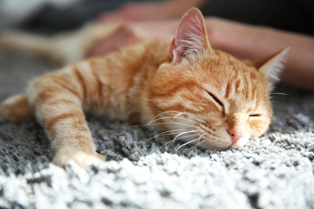 Red cat on the floor close up