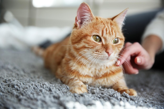 Red cat on the floor close up