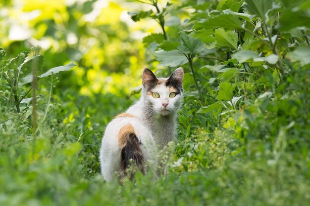 Gatto rosso sull'erba