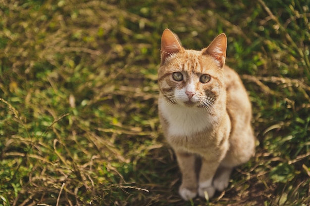 緑の牧草地の赤い猫 9300