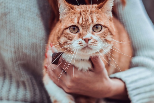 Red cat on the hands of a girl