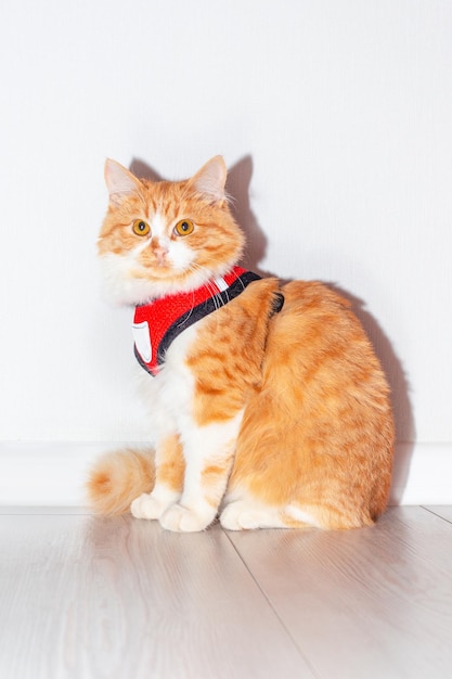 밝은 배경에서 산책을 위한 하네스 조끼를 입은 빨간 고양이 동물 산책 액세서리