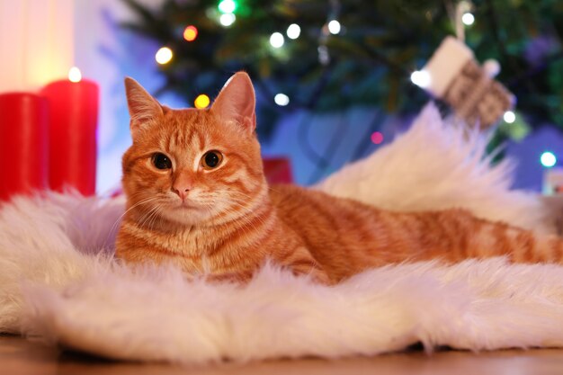 크리스마스 시간에 집에 있는 빨간 고양이