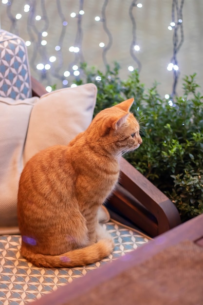 사진 카페에서 빨간 고양이. 조명이있는 실내의 귀여운 솜털 고양이.
