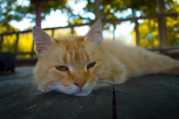 The red cat is fed and tired Portrait with bokeh