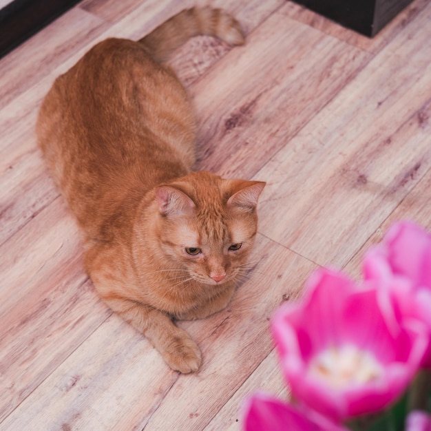 寄木細工の床に赤い猫が横たわっていて、その隣にはピンクのチューリップの花束があります。美人