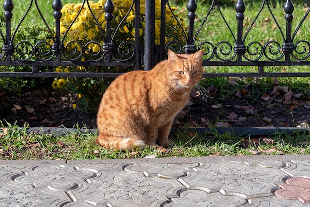 A red cat is sitting on the grass in the park