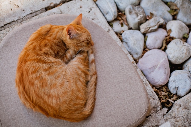 A red cat is sleeping on a cushion