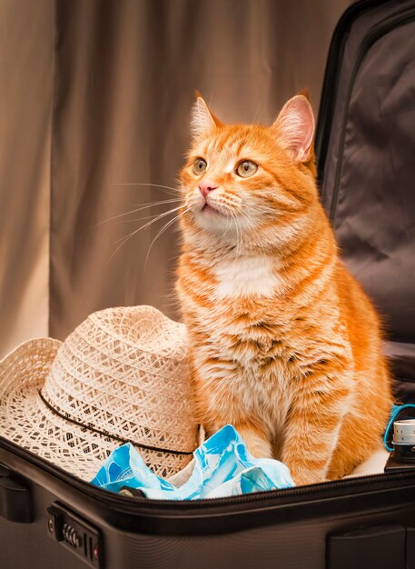 Red cat is waiting for a trip