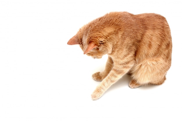 A red cat isolated on a white surface looks down and touches something with its paw.