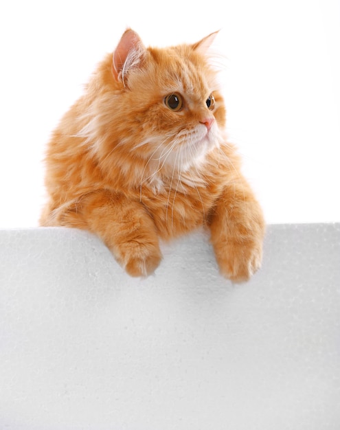 Red cat isolated on white